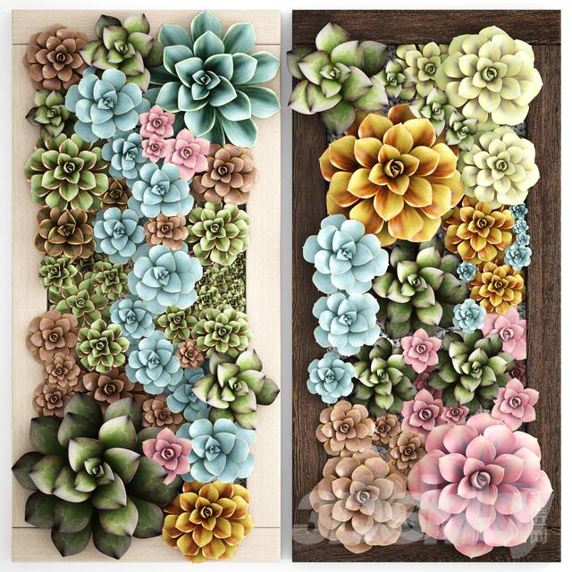 多肉植物装饰画