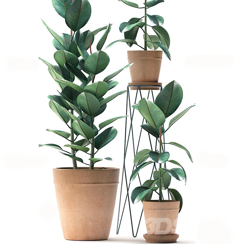 现代植物组合
