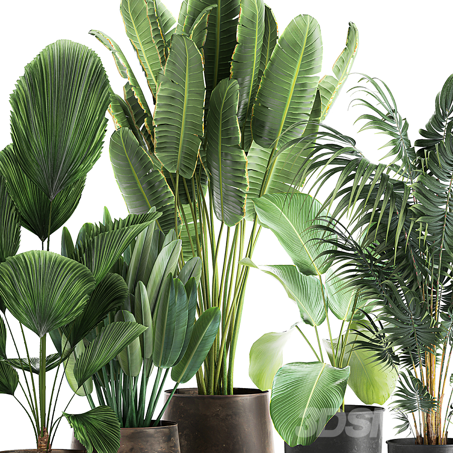 现代绿植盆栽组合