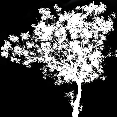 黑白贴图树影图片