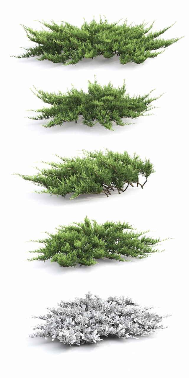现代灌木植物