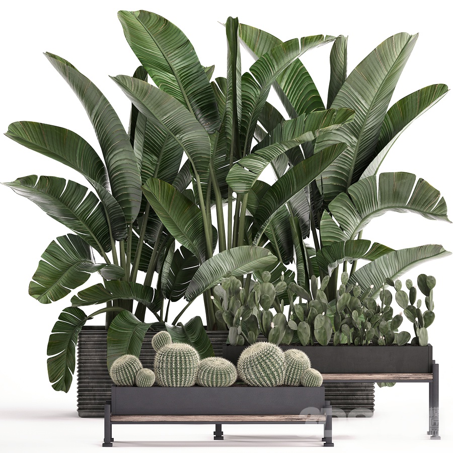 现代植物盆栽组合